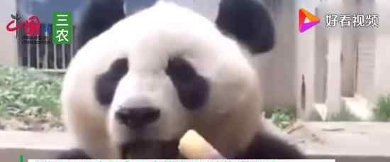 旅加大熊猫将提前归国 什么原因旅加大熊猫叫什么