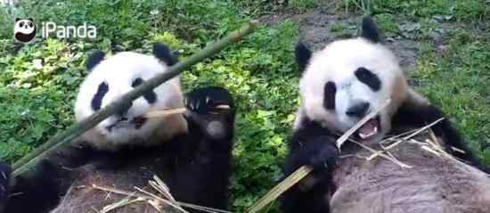 旅加大熊猫吃不到鲜竹将提前归国 两只幼崽也将送还