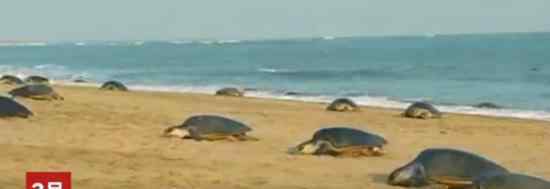 近2000万小海龟孵化奔向大海 有史以来最多数量的海龟