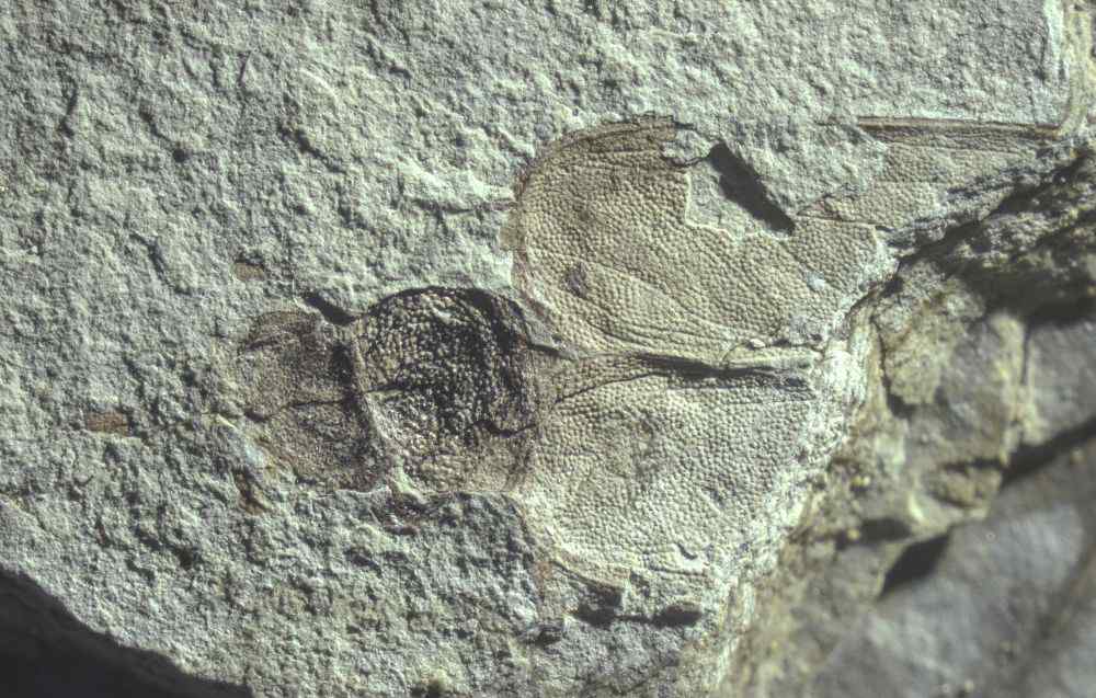 科学家发现1.1亿年前“蟑螂亲戚” 网友：但凡好看点 我也不至于怕它