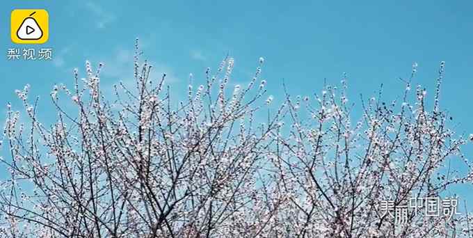 西安百年古墓周围280亩桃花盛开 网友评论：太美了吧！