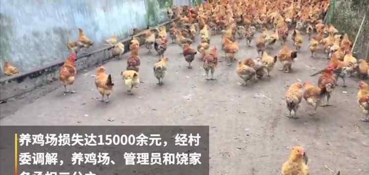 246只土鸡被吓死 养鸡场认为此事和村民燃放烟花有关