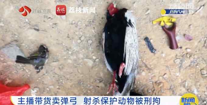 主播为卖弹弓拍摄打鸟视频被拘 网友怒斥：为了赚钱不择手段！