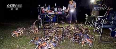 家庭烧烤时爬来50多只大螃蟹 这种螃蟹禁止食用