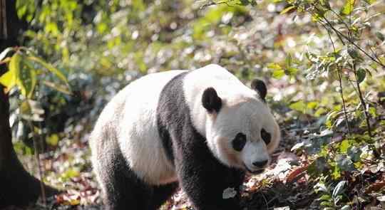 熊猫贝贝入住新家 目前还有三十多只熊猫旅居国外