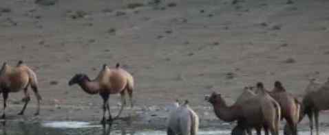 甘肃发现首例白化野骆驼 目前来说是非常罕见的