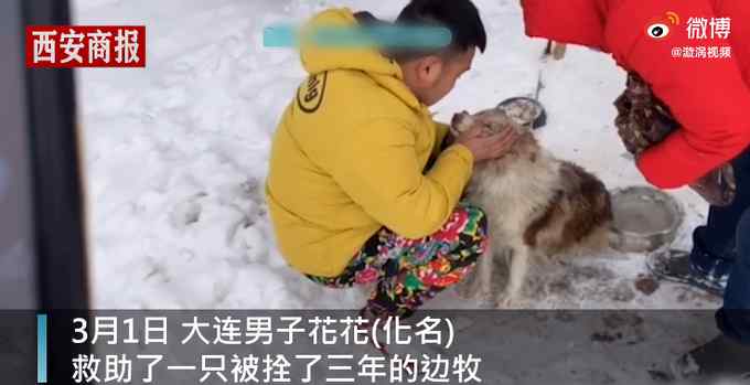 主人出国弃养边牧被拴3年后获救 获救时紧抱男子大腿惹人心疼