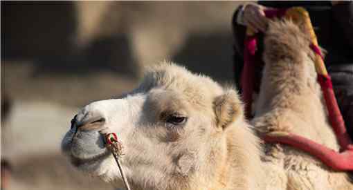甘肃发现首例白化野骆驼，在哪发现的附图文详情