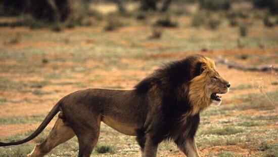 史上最霸气狮子图片 世界上最大的狮子，巴巴里狮子