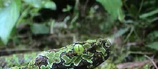 最大的莽山烙铁头蛇 世界上最贵的毒蛇，莽山烙铁头蛇