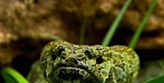 烙铁头蛇 世界上最贵的毒蛇，莽山烙铁头蛇