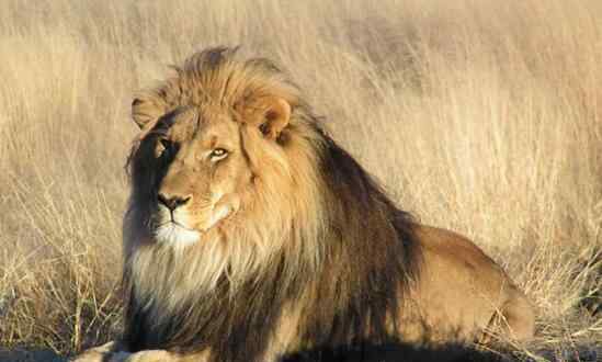 史上最霸气狮子图片 世界上最大的狮子，巴巴里狮子