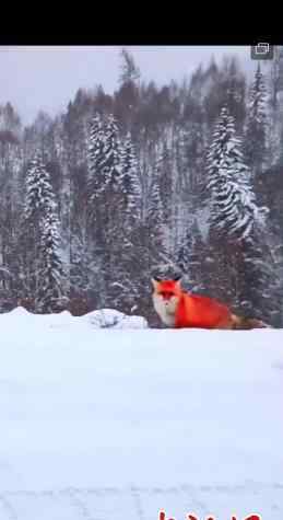 大兴安岭红狐被拍到 与人对视后离开