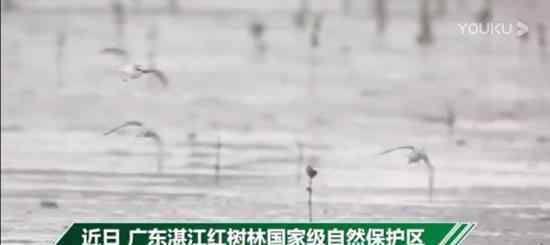 广东湛江发现34只极度濒危勺嘴鹬 勺嘴鹬是一种什么鸟