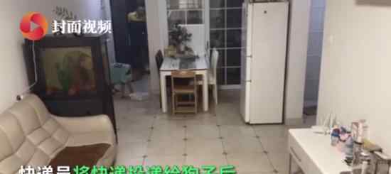 主人回应狗子独自在家收快递 为什么会这样