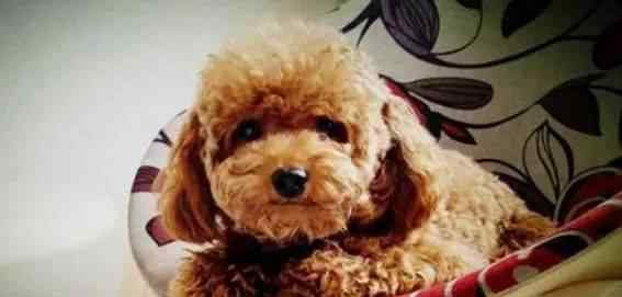 泰迪犬恨主人的表现 泰迪“瞧不起”主人的5个表现，不要以为你智商高就了不起！