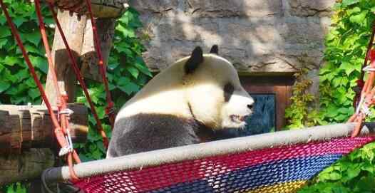 北京动物园回应网红熊猫秃头 具体回应说了什么内容