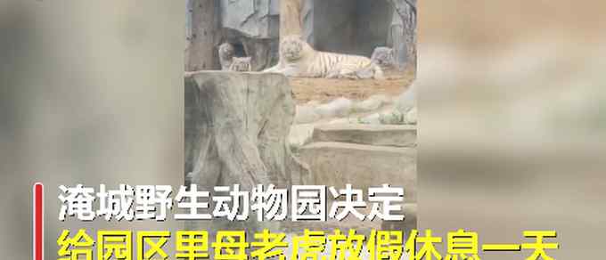 江苏一动物园三八节给母老虎放假 网友调侃：母狮子表示不服