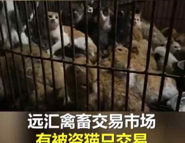 网曝江门黑市贩猫窝点 现场令人揪心！官方回应 律师解读
