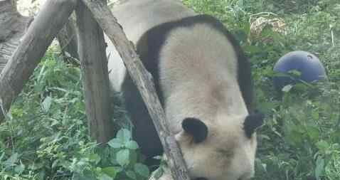 北京动物园回应网红熊猫秃头 具体回应说了什么内容