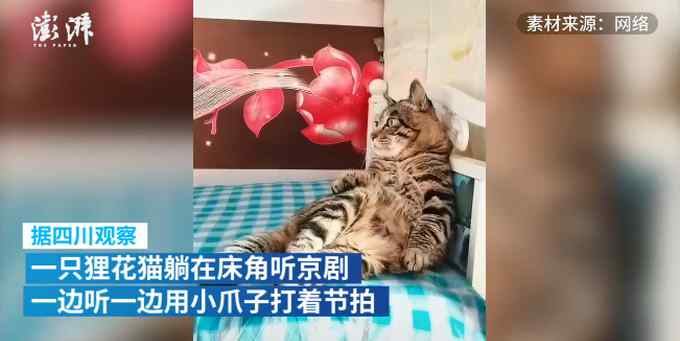 成精了！猫咪躺床角打拍子听京剧 网友：动作和老大爷一模一样