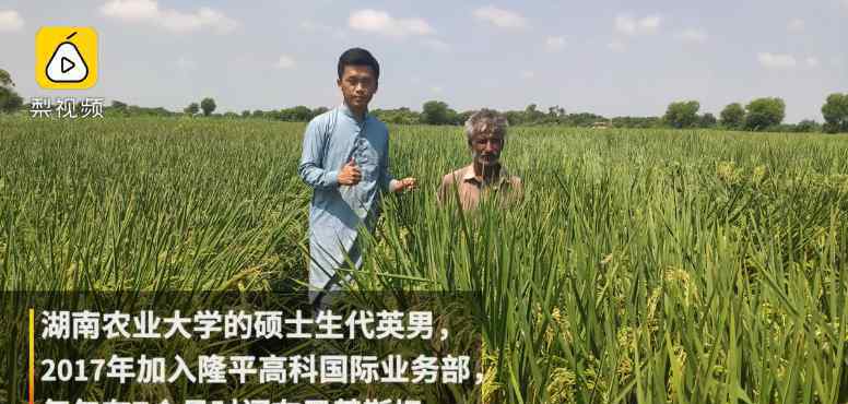 中国小伙在巴基斯坦推广杂交水稻 为什么要这样做