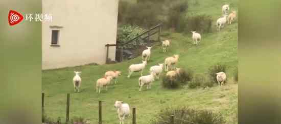 羊群站在山坡一动不动如画面静止 究竟发生了什么