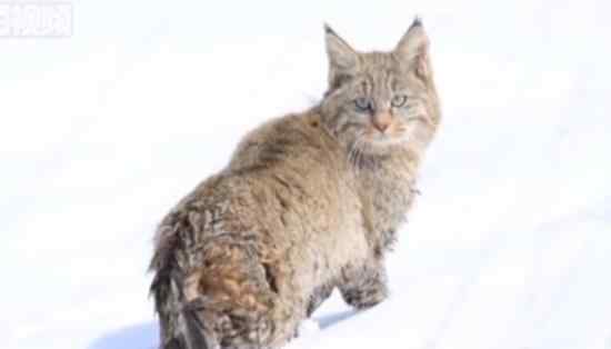 青海湖区域首次拍到荒漠猫影像 具体什么情况