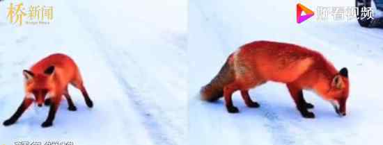大兴安岭红狐 具体在哪红狐是世界濒危动物