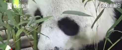 旅泰大熊猫创创疑似噎死 为什么会被噎死什么情况