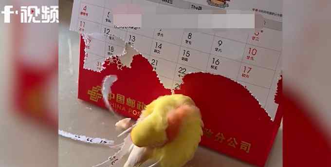 鹦鹉啄日历条插在自己的尾巴上 为颜值拼了！网友：有一颗变凤凰的心