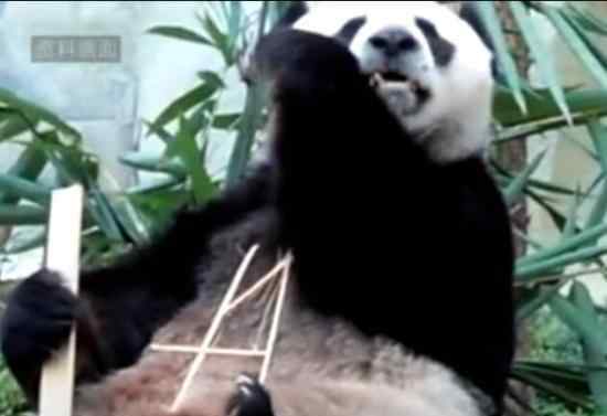 泰媒称大熊猫创创气管内有不明物 媒体猜测是被噎死