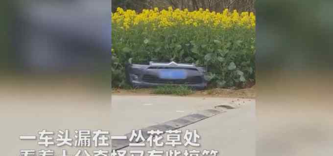 草丛里突然长出“花车”？镜头一转看到“原配” 画面奇奇怪怪