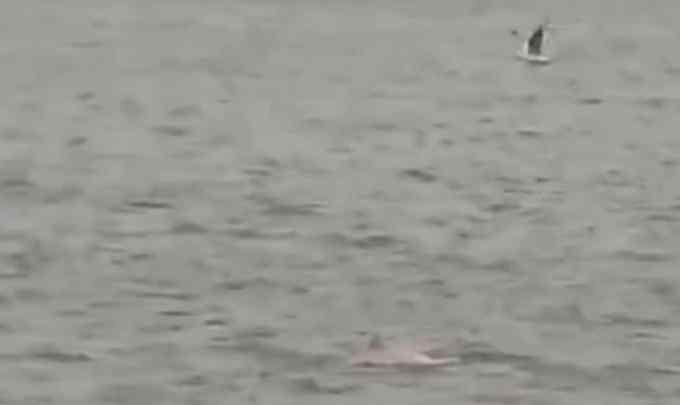 太罕见！6只粉红色中华白海豚现身湛江湾 网友：可爱！