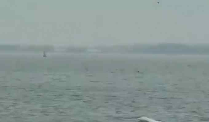 太罕见！6只粉红色中华白海豚现身湛江湾 网友：可爱！