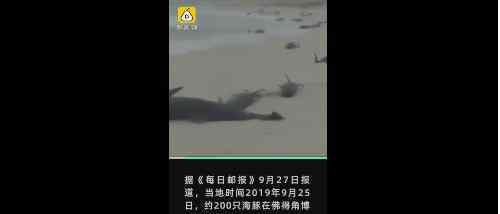 西非海滩136只海豚死亡怎么回事?近200只海豚搁浅?