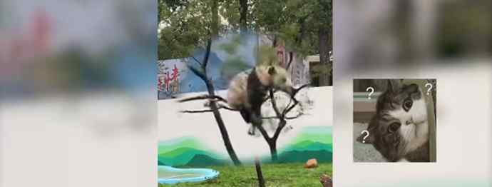大熊猫树上蹦迪压断树枝 究竟发生了什么