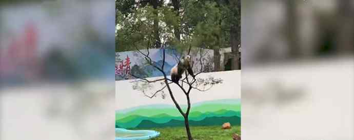 大熊猫树上蹦迪压断树枝 究竟发生了什么