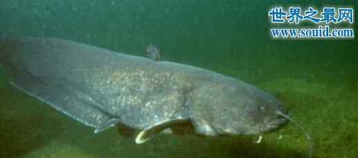 大型哲罗鲑 世界上最大的巨型哲罗鲑，长15米的湖怪