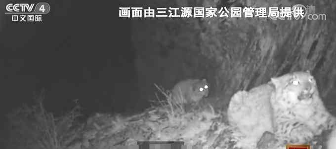 三江源国家公园拍到4只雪豹同框 网友评论“大胆”：想“撸猫”！