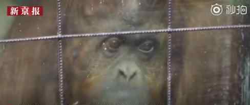 全球首只拥有自由权的猩猩 为什么可以获得自由权
