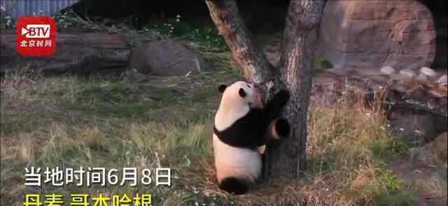 大熊猫星二逃离哥本哈根动物园 兽医发现后用一针麻醉剂请了回去