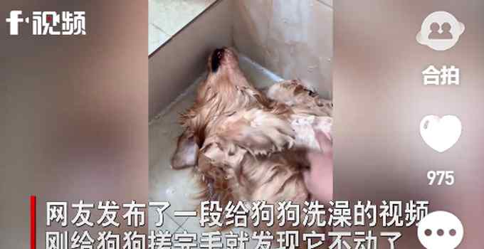 狗狗洗澡后躺地上一动不动 主人走近发现真相后心情大变