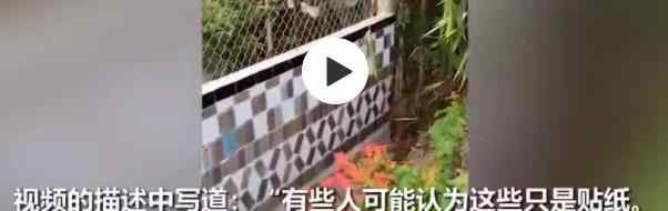 越南男子用iPhone建围墙 iPhone围墙到底长什么样呢