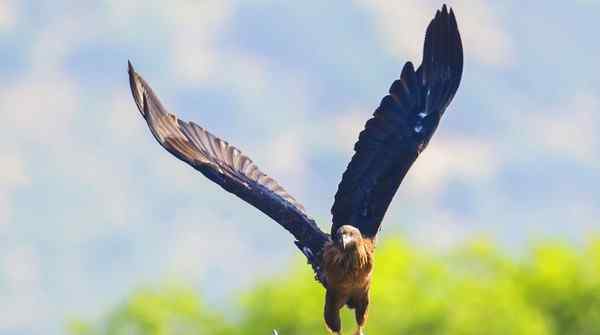 鹰和雕的区别 世界十大最凶猛的鹰排名 金雕排名第一