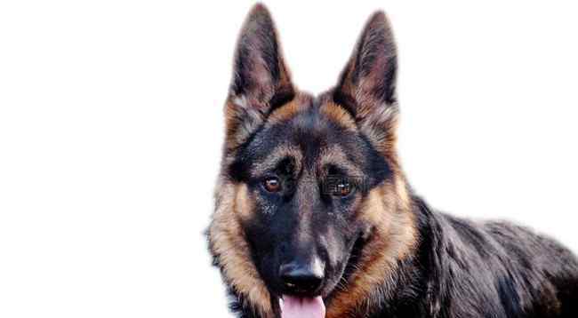 十大警犬排名 世界十大大型猎狗品种排名 最凶猛的猎犬是什么品种