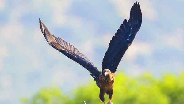最大的鹰 世界十大最凶猛的鹰排名 金雕排名第一