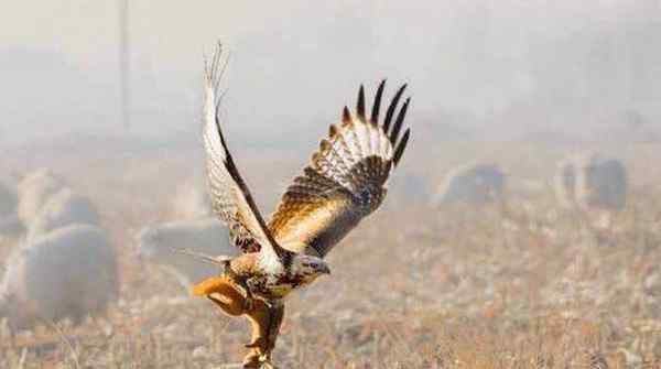 世界三大猛禽 世界十大最凶猛的鹰排名 金雕排名第一