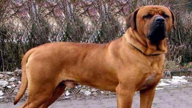 恶犬排名 世界十大大型猎狗品种排名 最凶猛的猎犬是什么品种