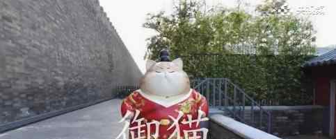 故宫现巨型御猫是什么情况?巨型御猫有多萌?